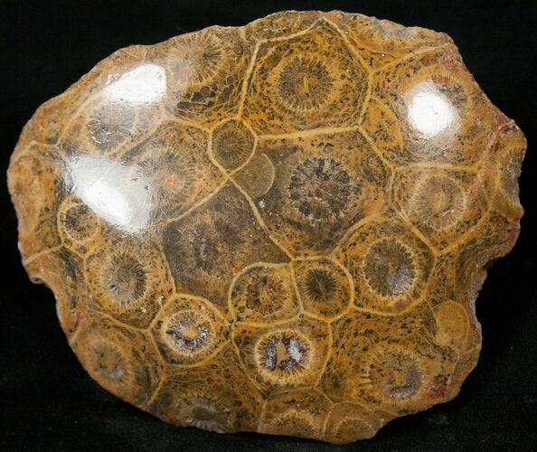 Polished Fossil Coral Head - Morocco #16374